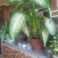 گل دیفن باخیا|گل و گیاه طبیعی|اهر, |دیوار