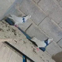 طوقی|پرنده|داراب, |دیوار