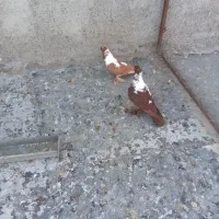 ککلی|پرنده|اردبیل, |دیوار