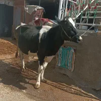 گاو