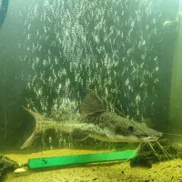 ماهی دراگون|ماهی|سهند, |دیوار