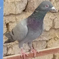کفتر نر پلاکی سبز
