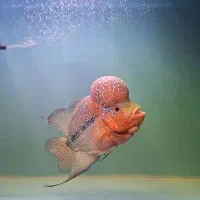 ماهی فلاور ماده گرید A+