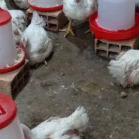 ۱۵۰ قطعه مرغ گوشتی بهترین کیفیت