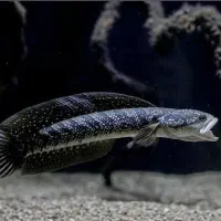 چانا ۵ نژاد خاص|ماهی|خوی, |دیوار