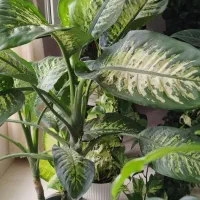 دیفن باخیا سه بوته