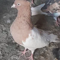 کبوتر نر