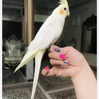 عروس هلندی جفتی نر ماده لوتینو