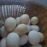 تخم مرغ نطفه دار