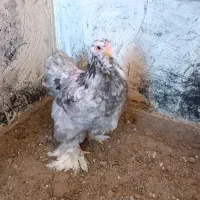 نیمچه مرغ برهما