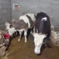 گوساله سیمینتال وپارین سیمینتال اصل