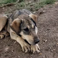 توله عراقی ۱۵ماهه|حیوانات|نقده, |دیوار