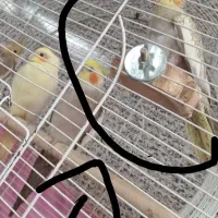 گمشده عروس هنلدی