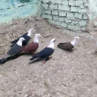 کبوتر کله سفید|پرنده|اهواز, شریعتی جنوبی|دیوار