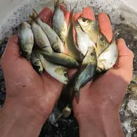 انواع بچه ماهی// کپور وآمور