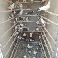 کبوتر پرشی