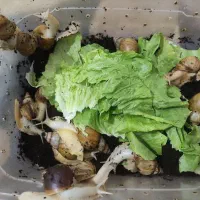 فروش حلزون آلبینو به علت سربازی