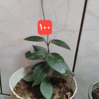 گل طبیعی خونگی شاداب|گل و گیاه طبیعی|قائن, |دیوار