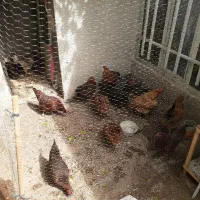 مرغ خانگی|حیوانات مزرعه|مشهد, امیر آباد|دیوار