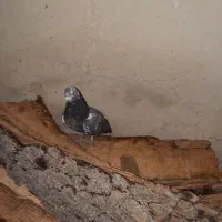 کبوتر|پرنده|یاسوج, |دیوار