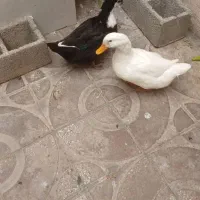 اردک
