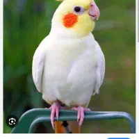 عروس هلندی گمشده