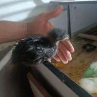 جوجه برهما جوجه بلک استار