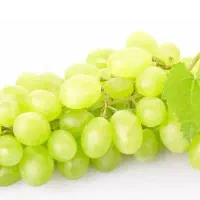 باغ-انگور
