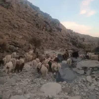 فروش ۴۰ راس  بزجوان ماده مولد داشتی|حیوانات مزرعه|بندرعباس, |دیوار