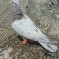 هفترنگ لکه دار نر پرشی صید تبعیدی