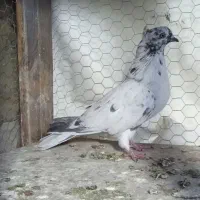 دوتا کفتر غریب  حراج|پرنده|فلاورجان, |دیوار