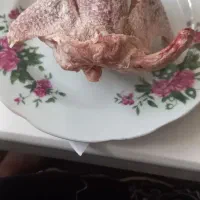 کفتر کشتی فقط ۸۰ هزار آماده تمیز شده