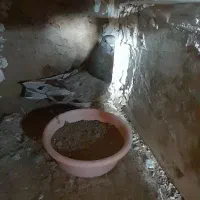 کبوتر مسجدی نر