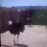 فروش شتر مرغ