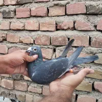 چاپی مسافتی ماده