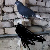 کبوتر یال زرد|پرنده|مرودشت, دولت آباد|دیوار