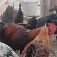 خروس چاق|حیوانات مزرعه|کمیجان, |دیوار