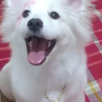 بازیگوش.ولی با ادب|سگ|ری, ولی آباد|دیوار