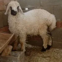 بره دم خونگی