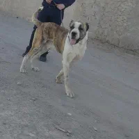 سگ افغان