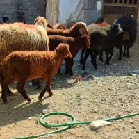 میش بره دار کردی افشاری