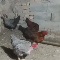 مرغ،خورس،|حیوانات مزرعه|تربت جام, جامرود|دیوار