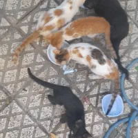 واگذاری گربه dsh