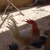 خروس فروشی ارزان