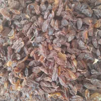 کشمش انگور وم ویز رطب ی