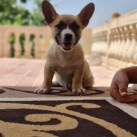 سگ پاه کوتاه