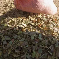 برگ درخت توت تمیزخشکه|لوازم جانبی حیوانات|نیشابور, ریوند|دیوار