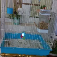 طوطی برزیلی بالغ مولد