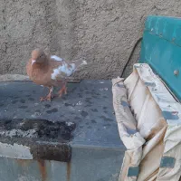 افغانی دم  سفید و چندتا گرفتنی