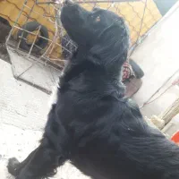 سگ گمشده|حیوانات|شاهرود, |دیوار